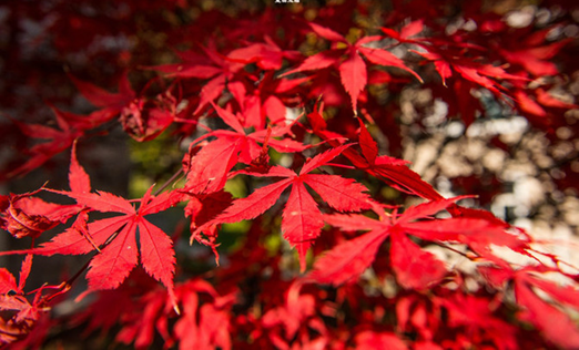 1539940657868059594.png image.png