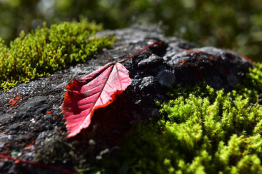 1539940690378004524.png image.png