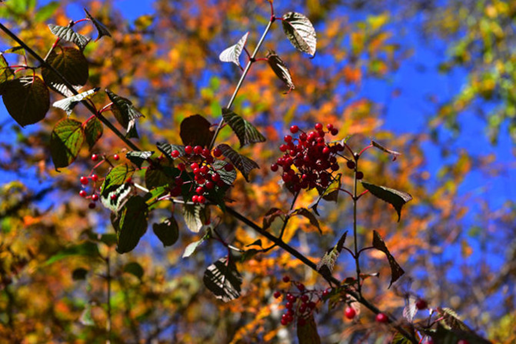 1539940697885064943.png image.png