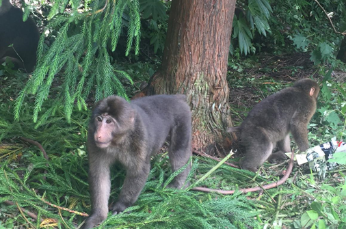 1539940707475050394.png image.png