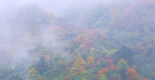 1540540175884086116.png image.png