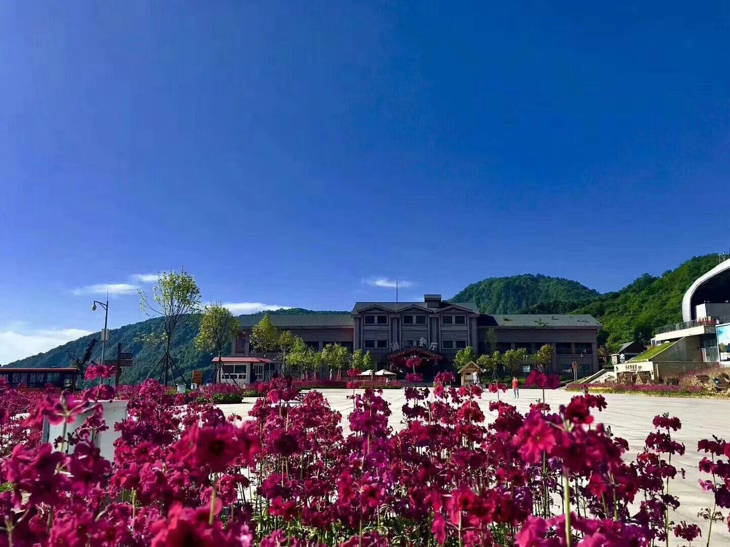 報春花開 美麗自來