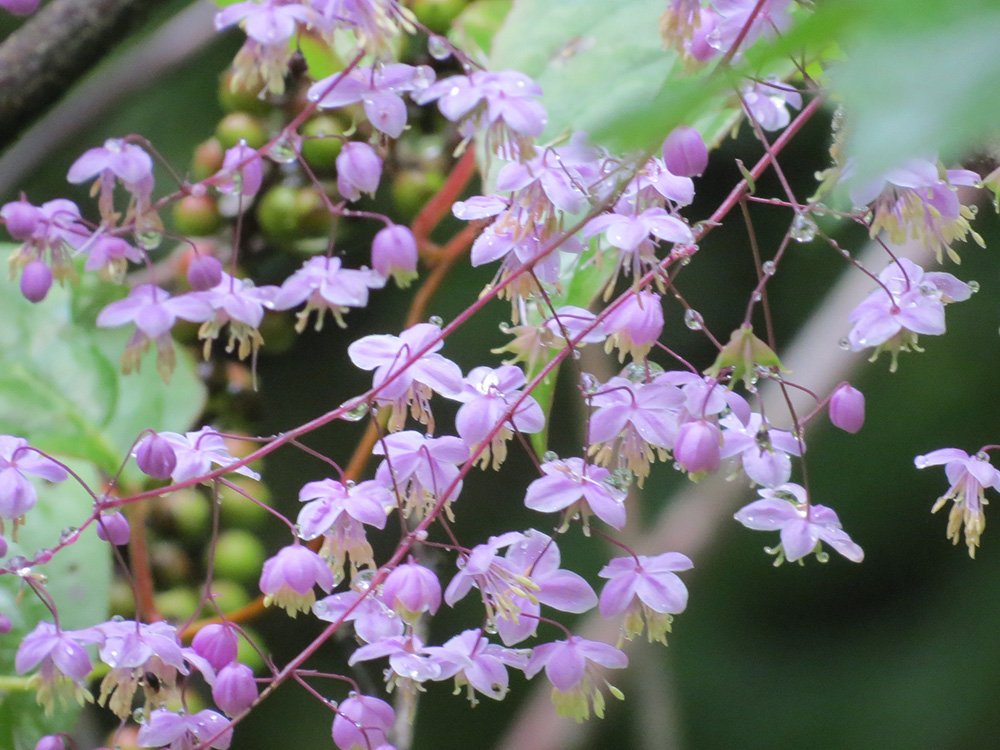 夢幻唐松草（西嶺前山）