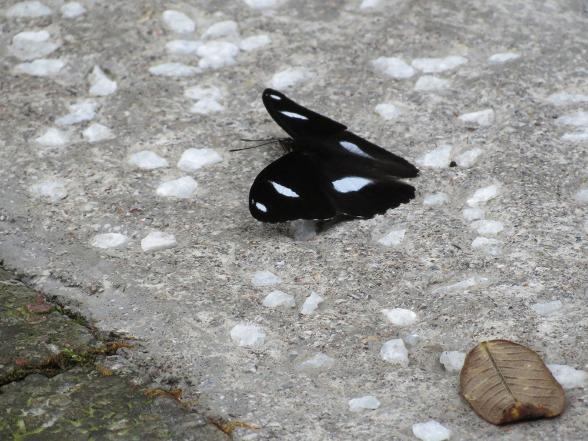 蝴蝶（西嶺前山）