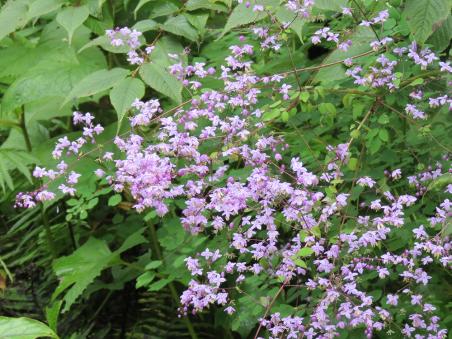 夢幻唐松草（西嶺前山）