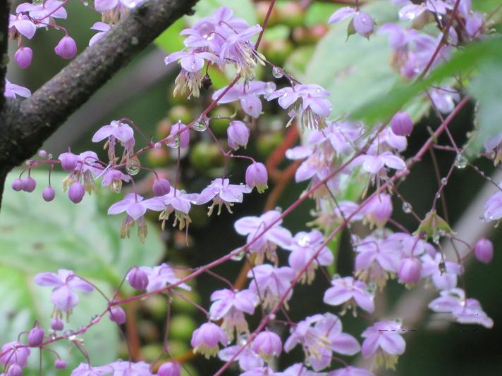 夢幻唐松草（西嶺前山）